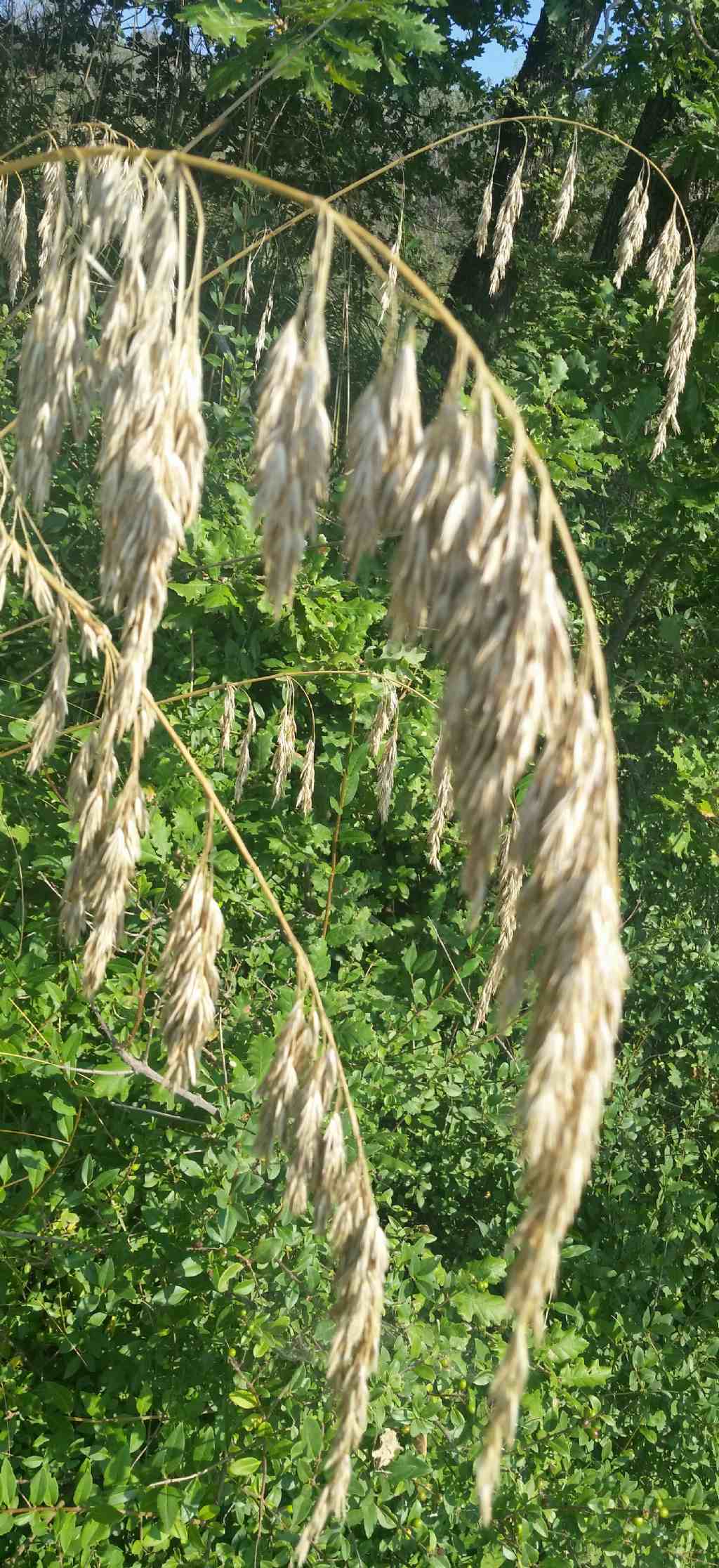 Ampelodesmos mauritanicus?